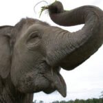 Ilustrasi gajah/istock