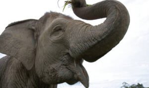 Ilustrasi gajah/istock Ilustrasi gajah/istock