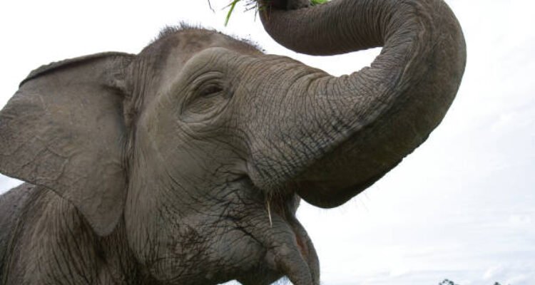 Ilustrasi gajah/istock Ilustrasi gajah/istock