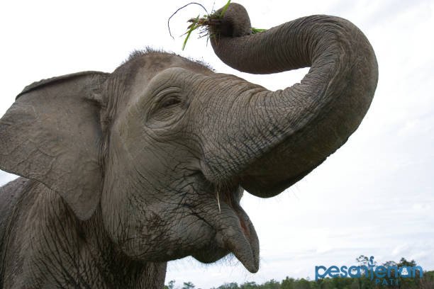 Ilustrasi gajah/istock Ilustrasi gajah/istock