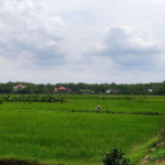 Lahan Padi atau Sawah di Kecamatan Tambakromo, Kabupaten Pati Pemkab Pati Upayakan Penyelamatan 1.538 Hektare Padi yang Kekeringan