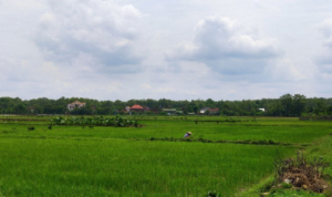 Pemkab Pati Upayakan Penyelamatan 1.538 Hektare Padi yang Kekeringan