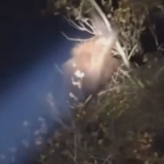 Bikin Tak Tega! Induk Orangutan Dekap Anaknya di Atas Pohon, Demi Bertahan di Antara Kebakaran/tangkap layar