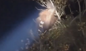 Bikin Tak Tega! Induk Orangutan Dekap Anaknya di Atas Pohon, Demi Bertahan di Antara Kebakaran/tangkap layar Bikin Tak Tega! Induk Orangutan Dekap Anaknya di Atas Pohon, Demi Bertahan di Antara Kebakaran/tangkap layar