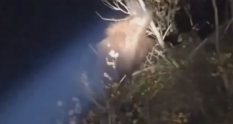 Bikin Tak Tega! Induk Orangutan Dekap Anaknya di Atas Pohon, Demi Bertahan di Antara Kebakaran/tangkap layar Bikin Tak Tega! Induk Orangutan Dekap Anaknya di Atas Pohon, Demi Bertahan di Antara Kebakaran/tangkap layar