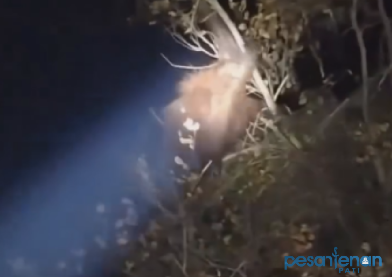 Bikin Tak Tega! Induk Orangutan Dekap Anaknya di Atas Pohon, Demi Bertahan di Antara Kebakaran/tangkap layar Bikin Tak Tega! Induk Orangutan Dekap Anaknya di Atas Pohon, Demi Bertahan di Antara Kebakaran/tangkap layar
