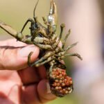 Polisi Gagalkan Pengiriman 150 Ribu Benih Lobster ke Palembang/humas polri Polisi Gagalkan Pengiriman 150 Ribu Benih Lobster ke Palembang/humas polri