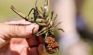 Polisi Gagalkan Pengiriman 150 Ribu Benih Lobster ke Palembang/humas polri Polisi Gagalkan Pengiriman 150 Ribu Benih Lobster ke Palembang/humas polri