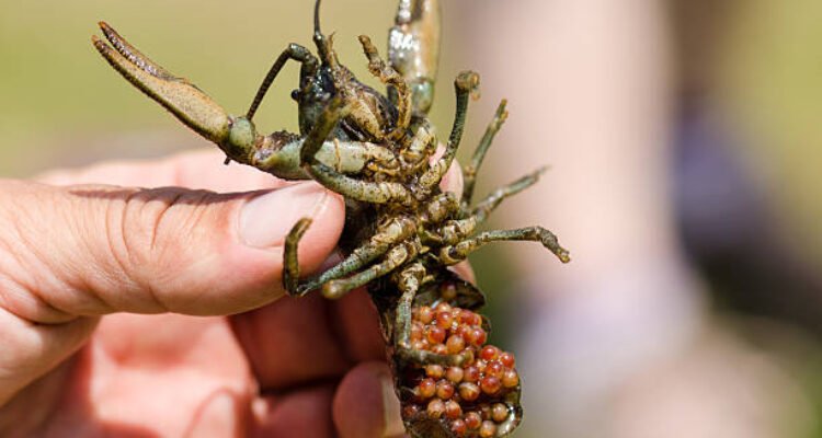 Polisi Gagalkan Pengiriman 150 Ribu Benih Lobster ke Palembang/humas polri Polisi Gagalkan Pengiriman 150 Ribu Benih Lobster ke Palembang/humas polri