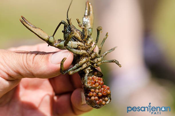 Polisi Gagalkan Pengiriman 150 Ribu Benih Lobster ke Palembang/humas polri Polisi Gagalkan Pengiriman 150 Ribu Benih Lobster ke Palembang/humas polri