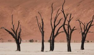Pemerintah Diminta Antisipasi Dampak El Nino dan La Nina di Tahun Depan
